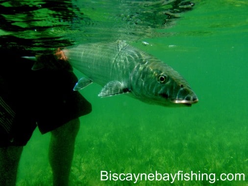 Biscayne Bay Bonefish