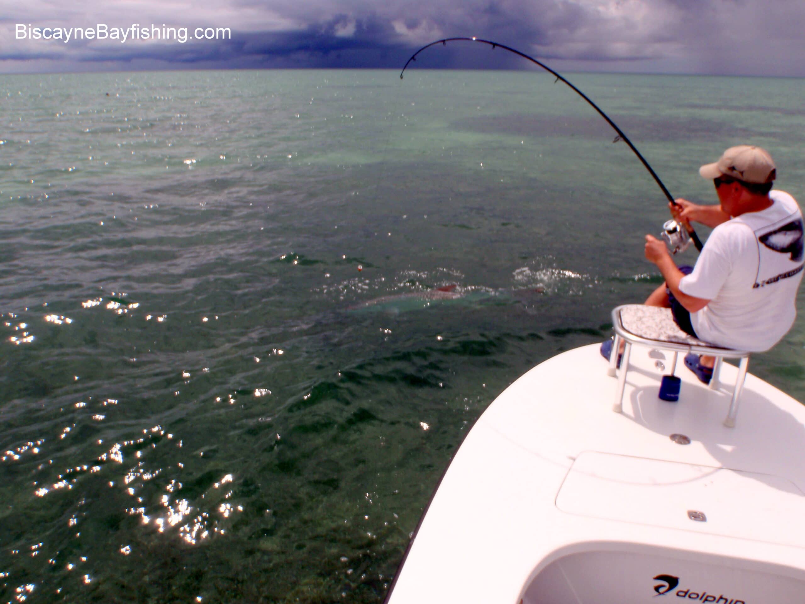 Tarpon Fishing:Miami Biscayne Bay And Islamorada Fishing Report