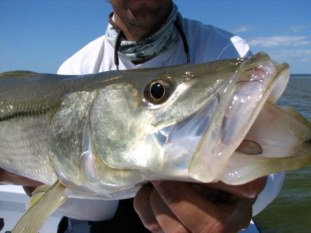 , Miami (Biscayne Bay) Fishing: Bonefish, Snook &#038; Redfishing Is Hot!