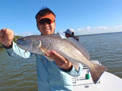 Florida Everglades Redfish