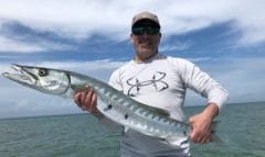 Barracuda on the flats of biscayne bay
