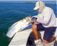 Miami Tarpon Fishing Guide