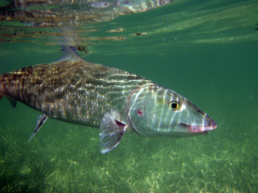 Florida Keys Bonefish Fishing