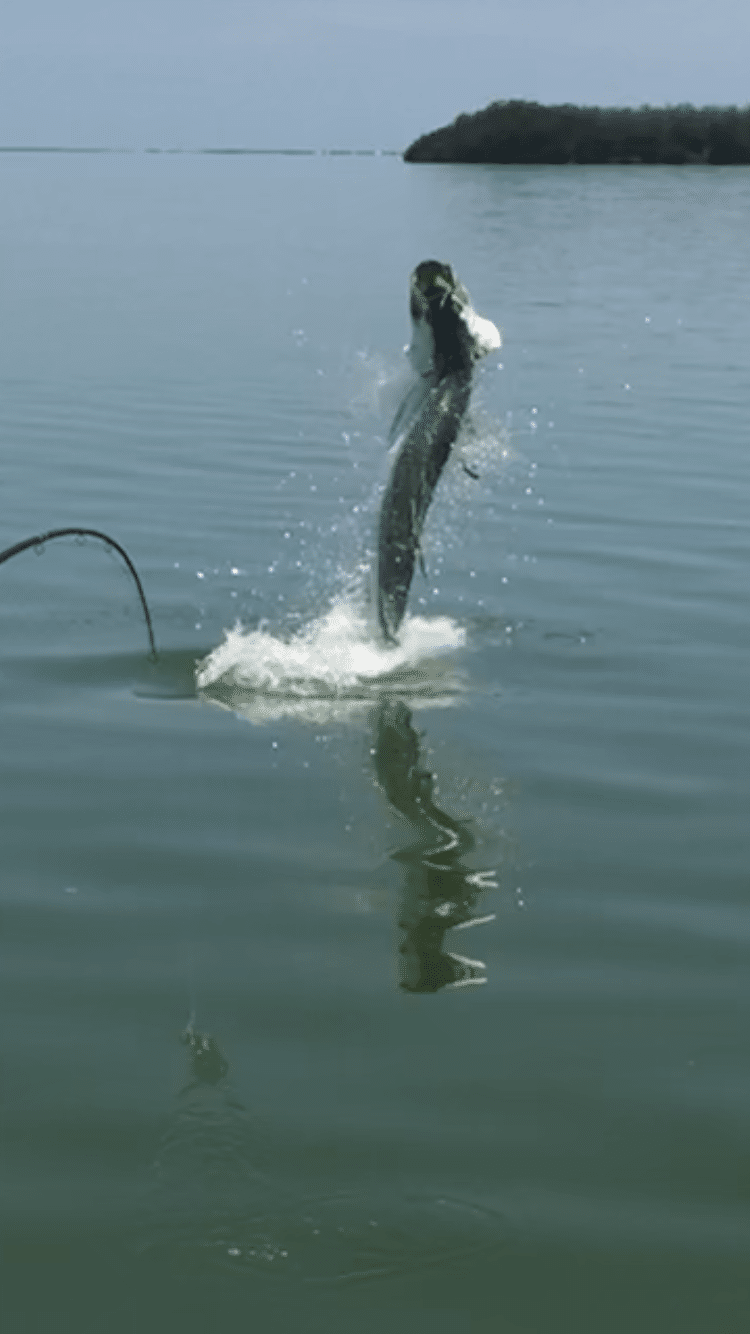 Tarpon fishing report summer 2018