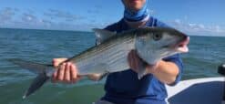 Miami Bonefish