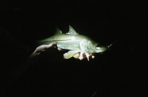 Night time snook fishing miami