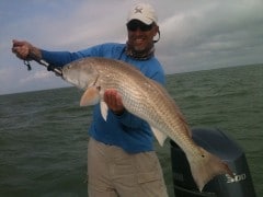 Flamingo Florida Everglades Redfish