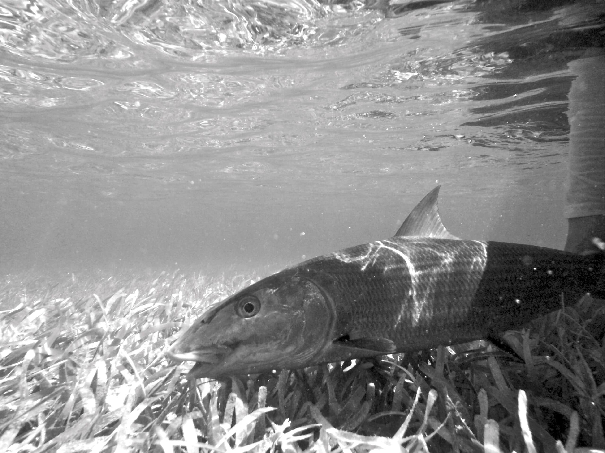 Miami’s Biscayne Bay November 26, 2018 fishing report.
