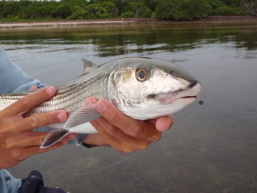 bonefish-003-506×380 Miami Flats Fishing Guide Miami, FL - Shallow Tails|Miami Bonefishing Charter